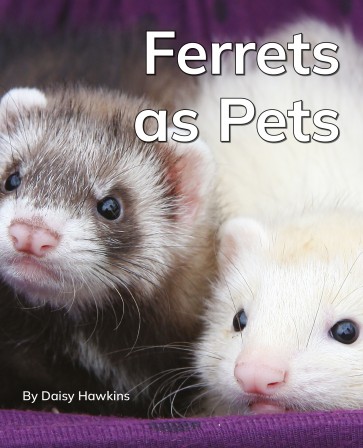Ferrets as Pets