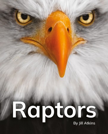 Raptors 6-Pack