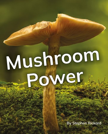 Mushroom Power 6-Pack
