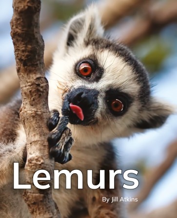 Lemurs 6-Pack