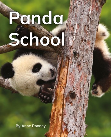 Panda School 6-Pack