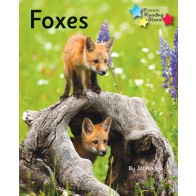 Foxes 6-Pack