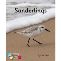 Sanderlings 6-Pack