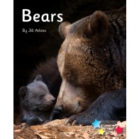Bears 6-Pack