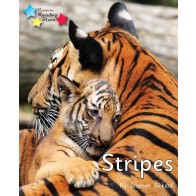 Stripes 6-Pack