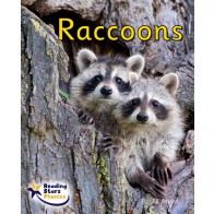 Raccoons 6-Pack