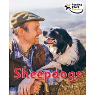 Sheepdogs 6-Pack